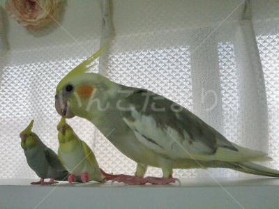 迷い鳥の写真