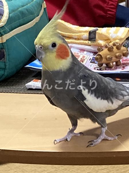 迷い鳥の写真