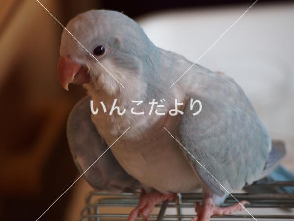 迷い鳥の写真