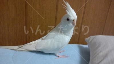 迷い鳥の写真