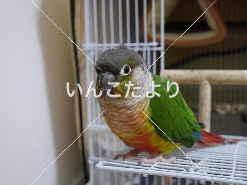 迷い鳥の写真