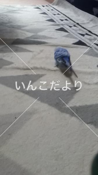 保護鳥の写真