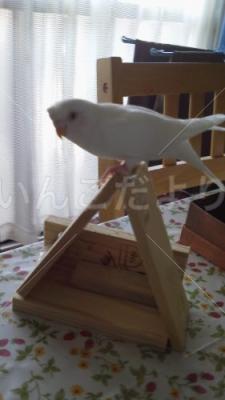 迷い鳥の写真
