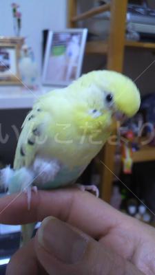 迷い鳥の写真
