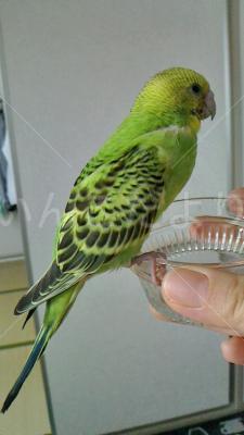 迷い鳥の写真