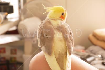 迷い鳥の写真