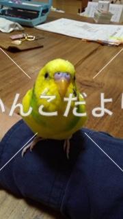 迷い鳥の写真