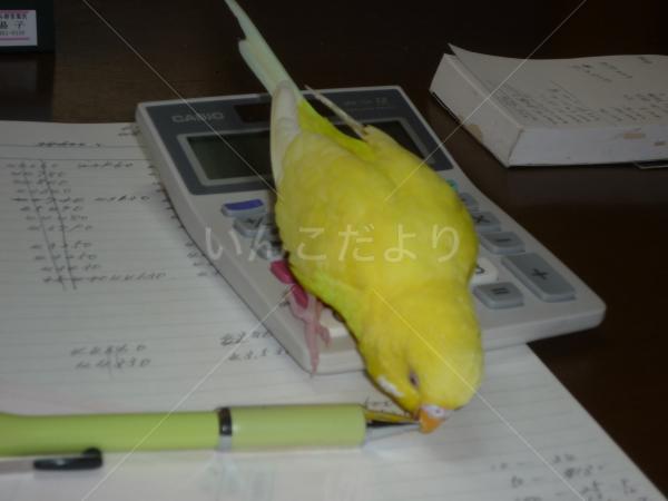 迷い鳥の写真
