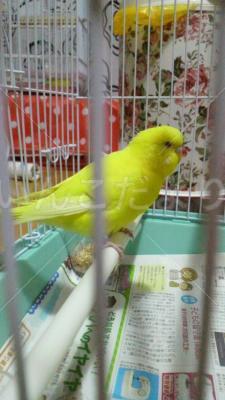 保護鳥の写真