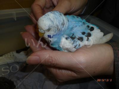 保護鳥の写真