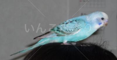 迷い鳥の写真