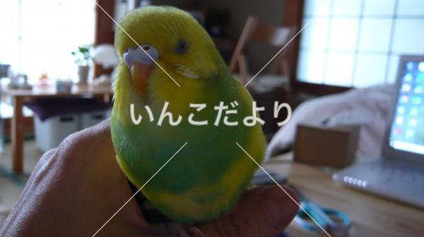 迷い鳥の写真