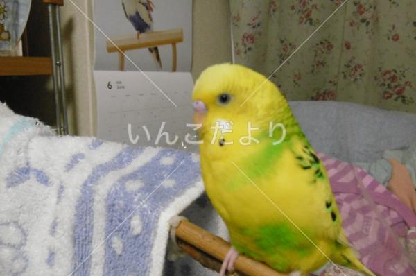 迷い鳥の写真