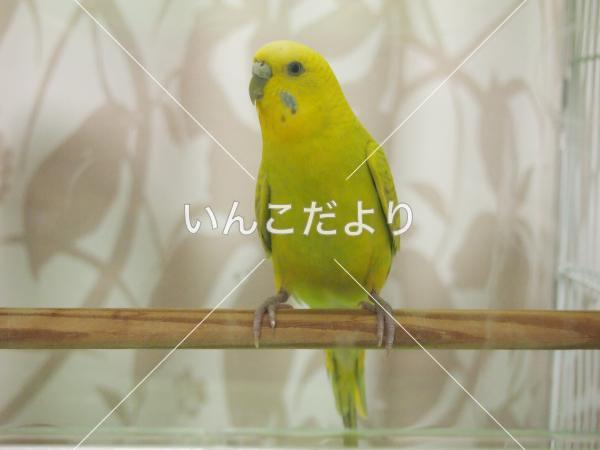 保護鳥の写真
