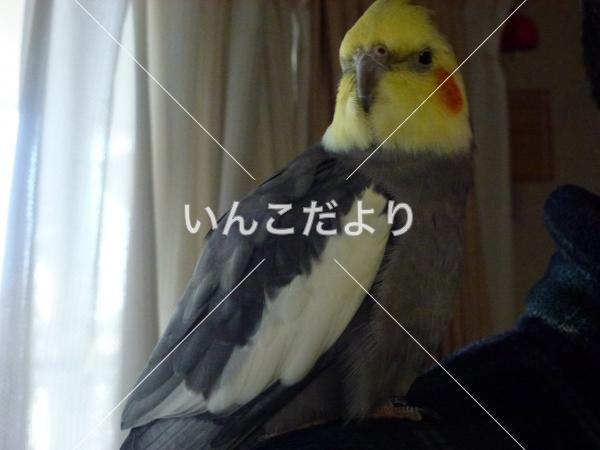 迷い鳥の写真