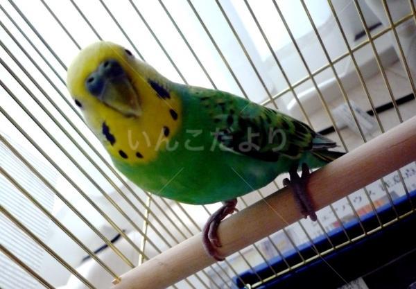 保護鳥の写真