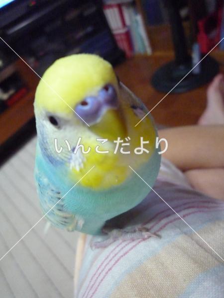 迷い鳥の写真