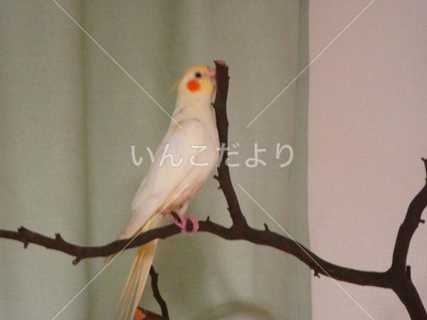 迷い鳥の写真