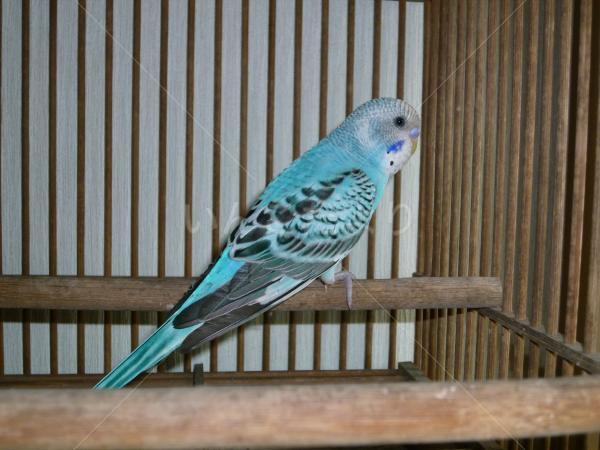 保護鳥の写真
