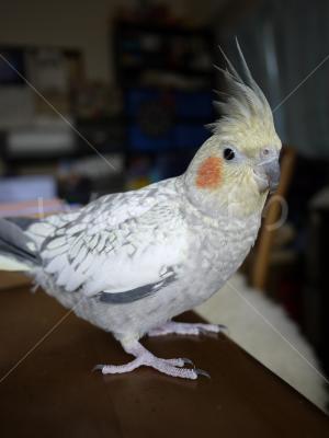 迷い鳥の写真
