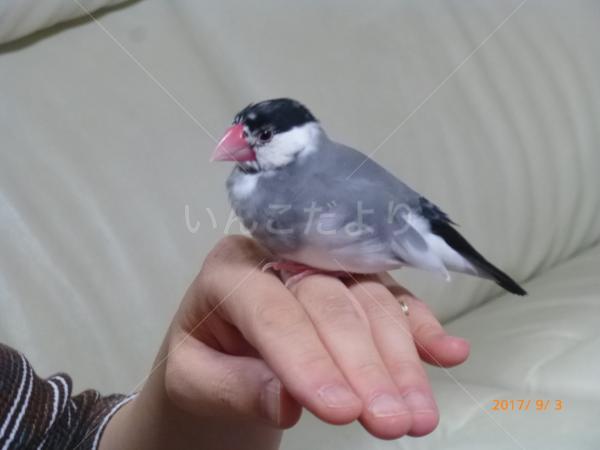 迷い鳥の写真