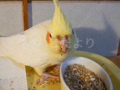 迷い鳥の写真