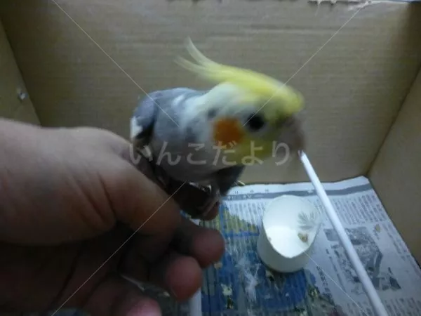 保護鳥の写真