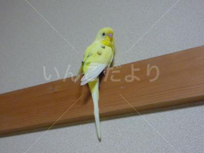 迷い鳥の写真