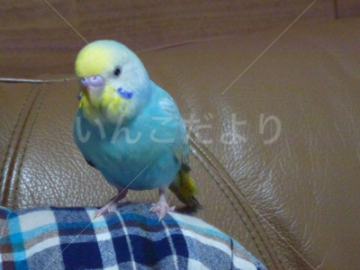 迷い鳥の写真