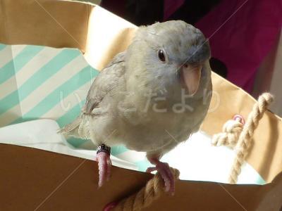 保護鳥の写真