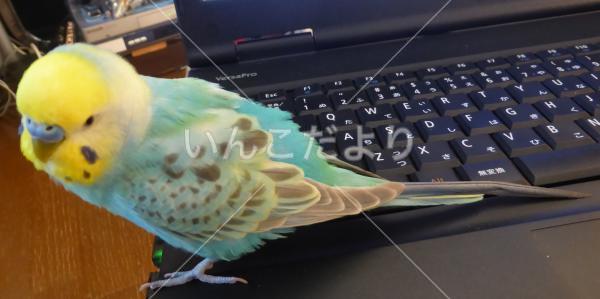 迷い鳥の写真