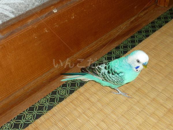 迷い鳥の写真