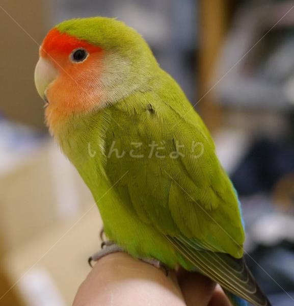 迷い鳥の写真