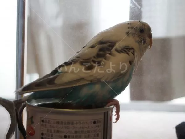 保護鳥の写真