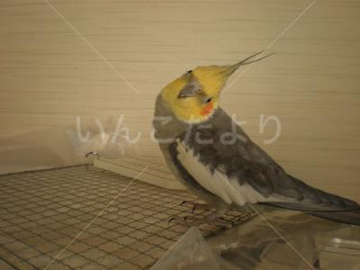 迷い鳥の写真