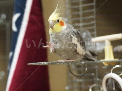 迷い鳥の写真