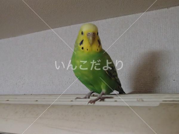 迷い鳥の写真