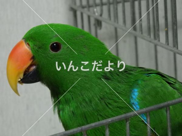 迷い鳥の写真