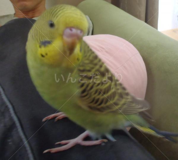 迷い鳥の写真