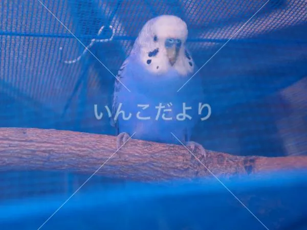 保護鳥の写真
