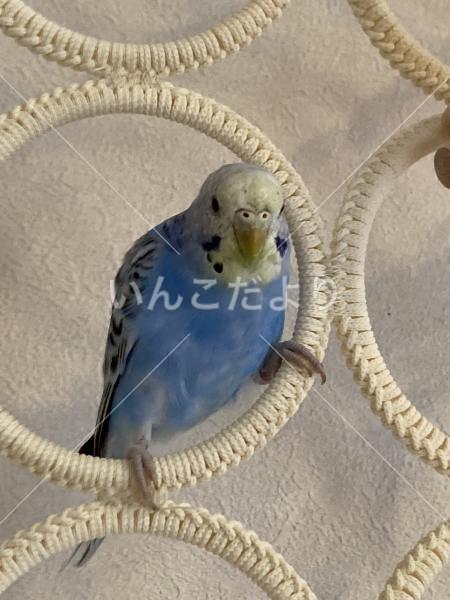 迷い鳥の写真