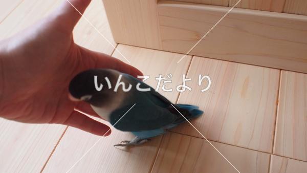 迷い鳥の写真