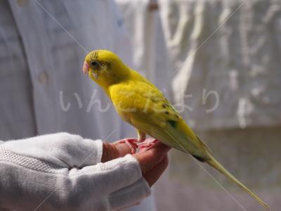 保護鳥の写真