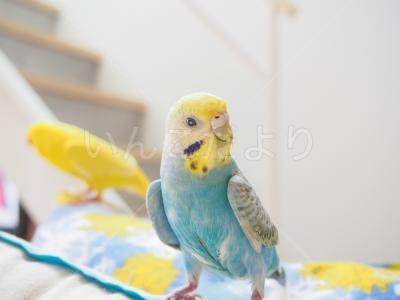迷い鳥の写真