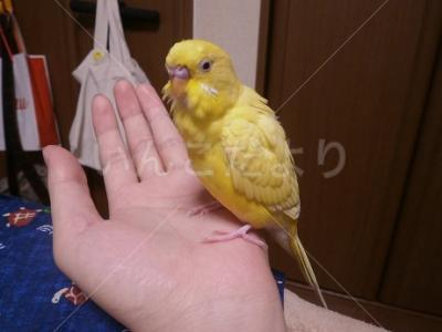 保護鳥の写真