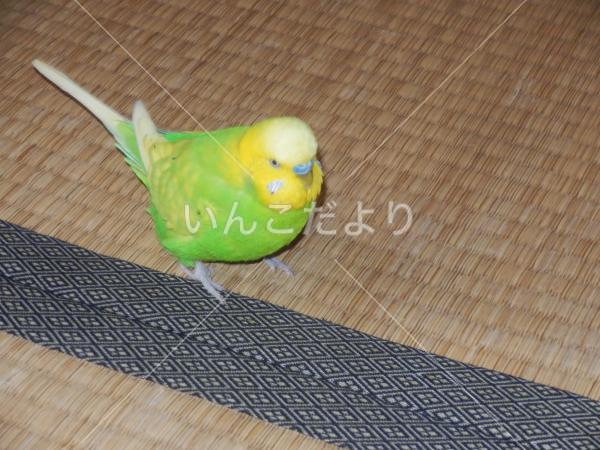 迷い鳥の写真
