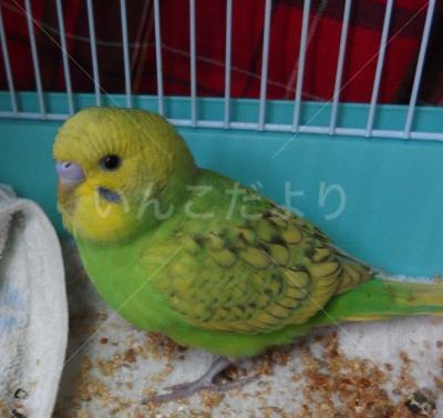 保護鳥の写真