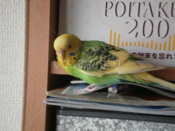 保護鳥の写真