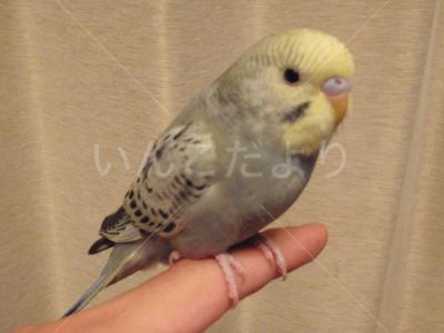 保護鳥の写真