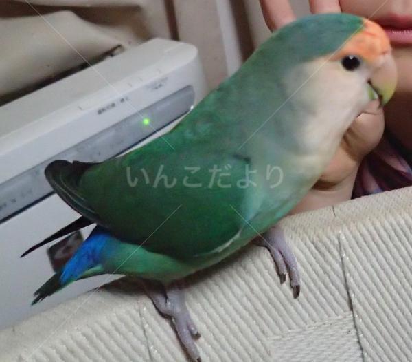 迷い鳥の写真